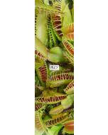 PREY FLOWERS Griptape