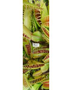 PREY FLOWERS Griptape